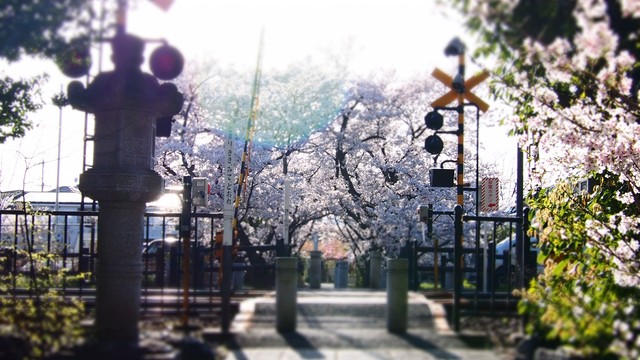 桜の踏切