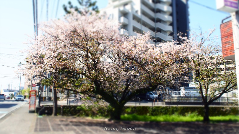 三島 桜