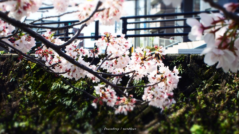 三島の桜