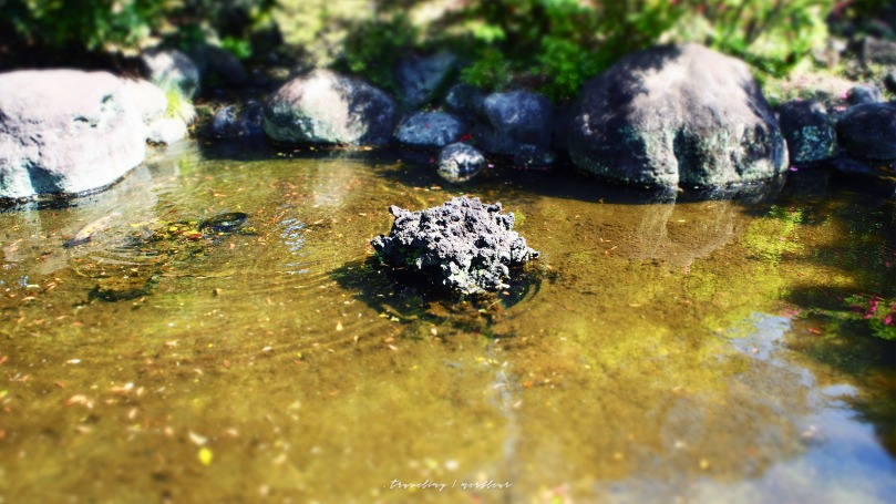 柿田川公園 三島の溶岩石
